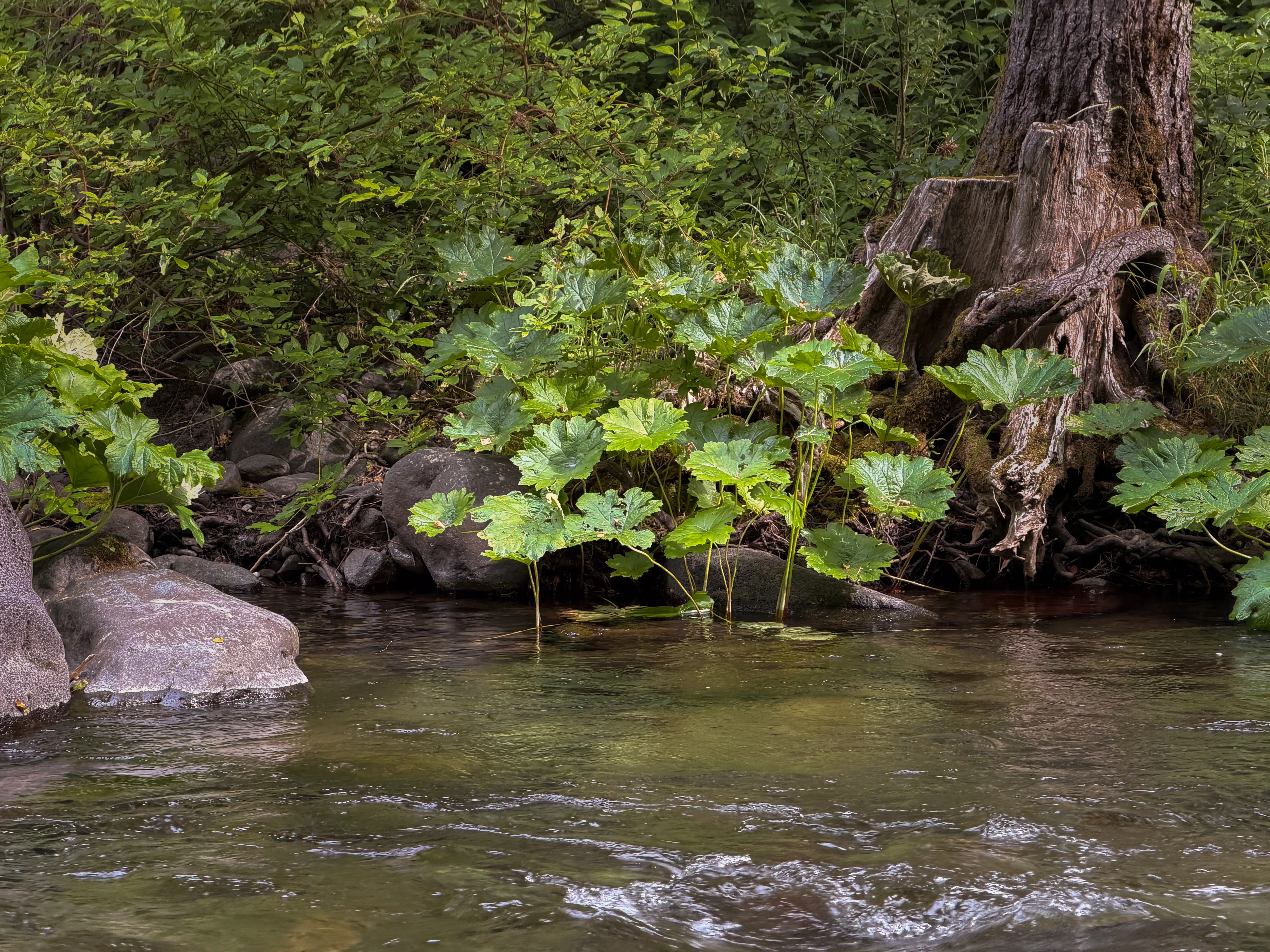 Deer Creek's banks lined with large umbrella-plant leaves and a mossy stump