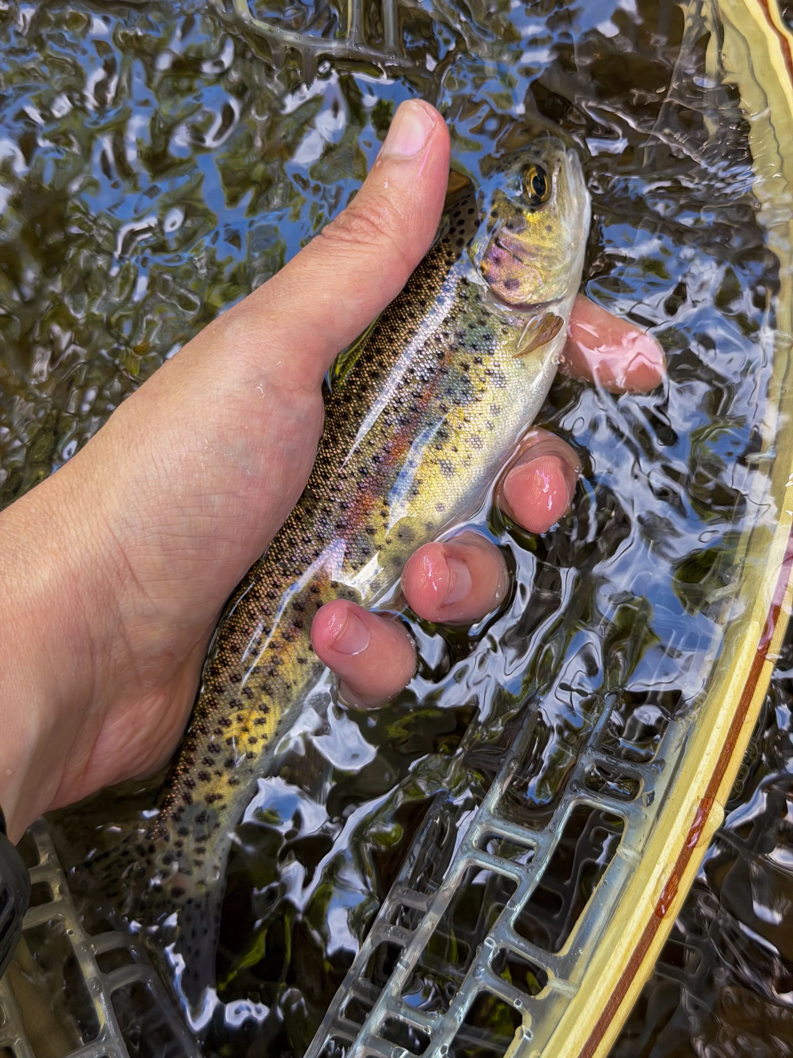 A small wild rainbow trout resting in a landing net over the current