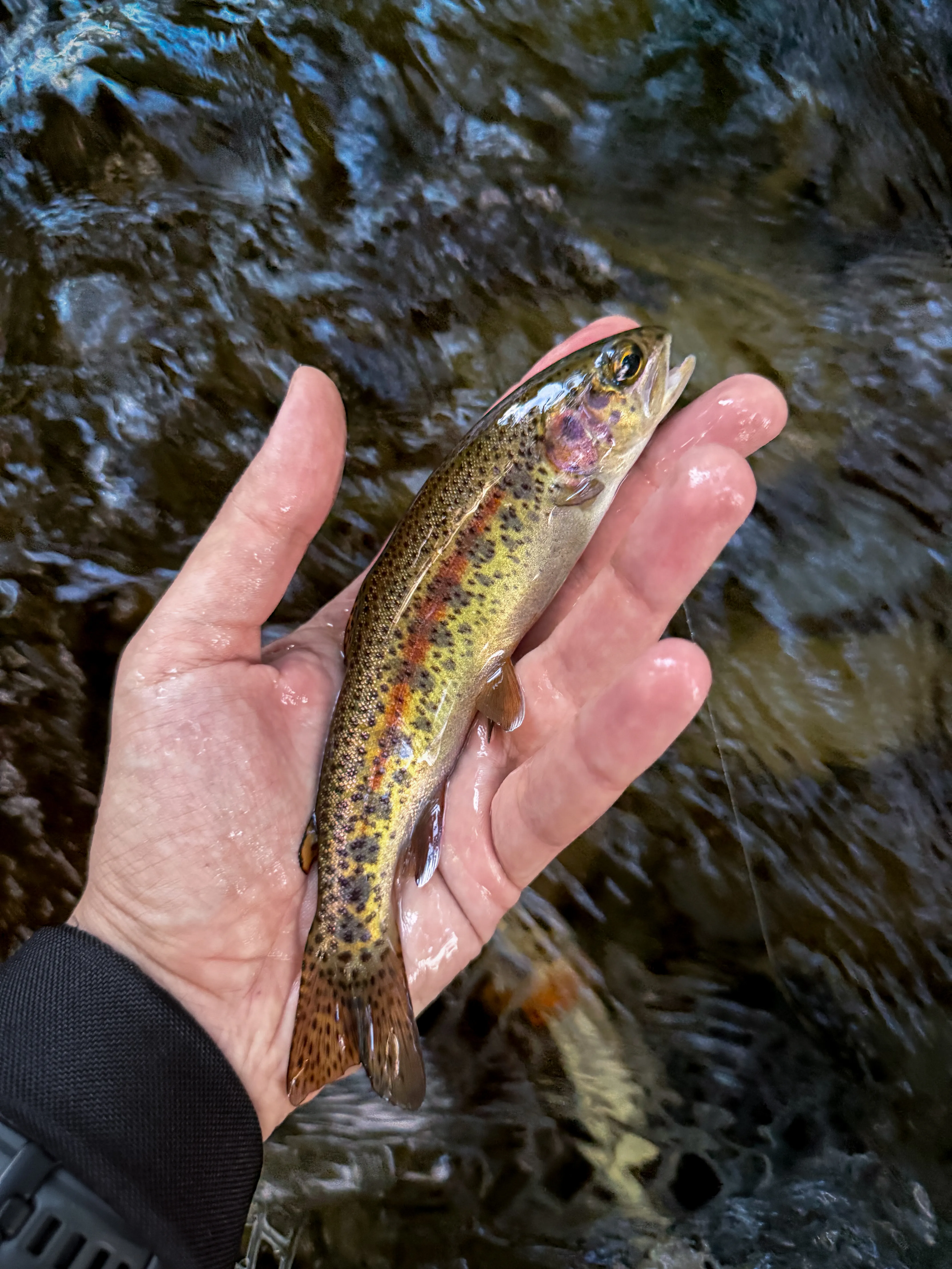 A wild rainbow trout held just above a sunlit riffle
