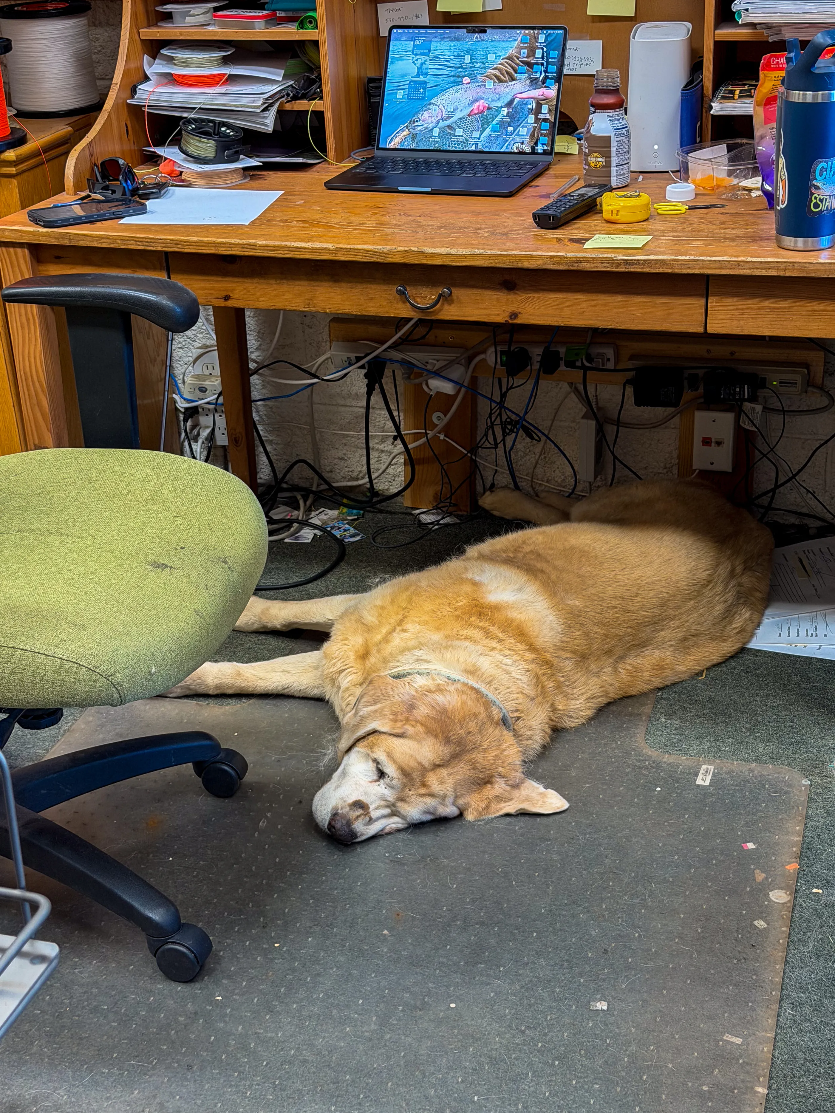 Twinkie, the fly shop's dog, asleep on the floor beneath a cluttered fly-tying desk